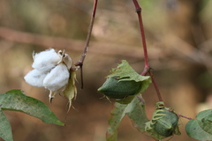 Gossypium arboreum
